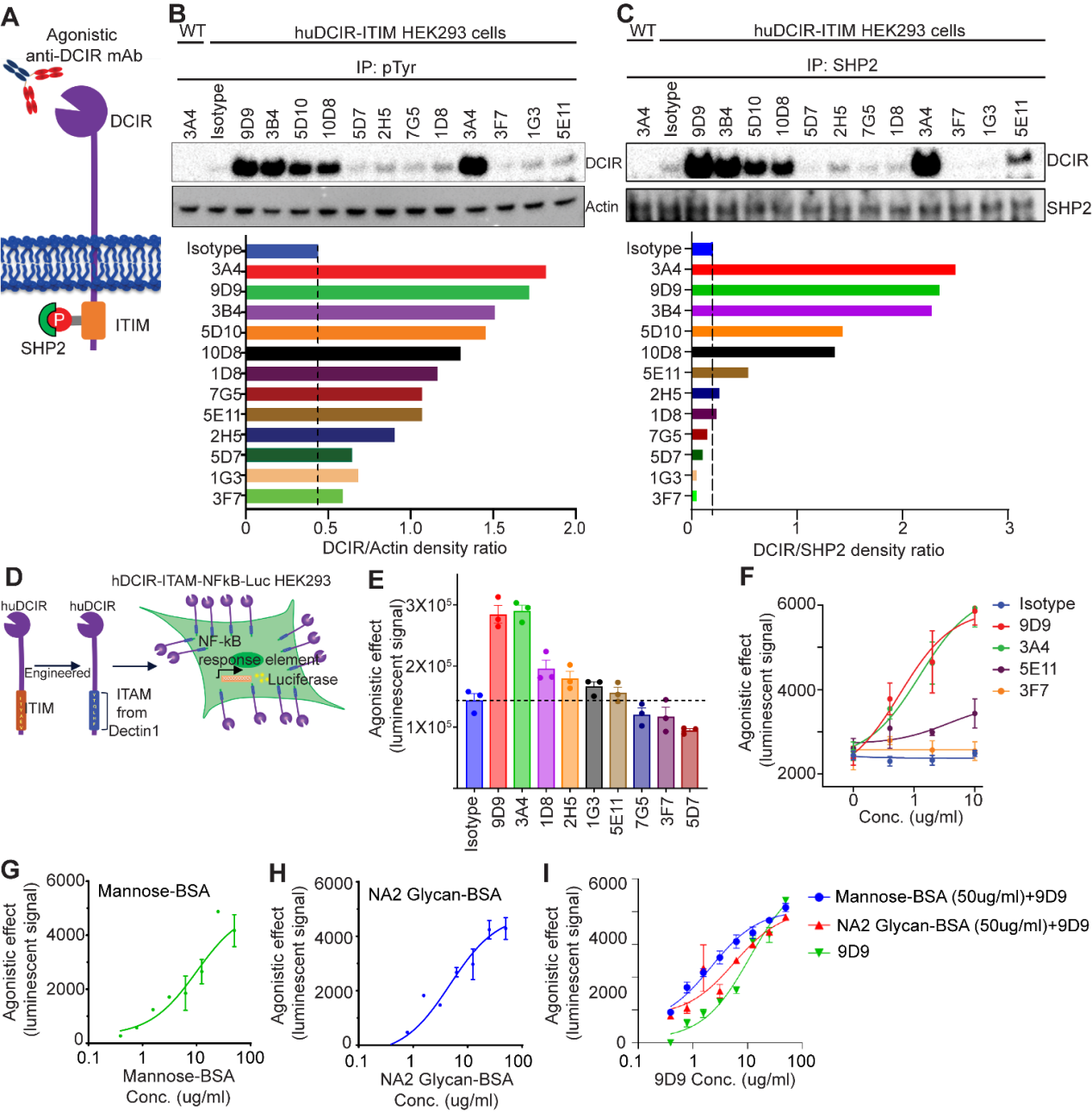 Agonistic anti-DCIR antibody inhibits ITAM-mediated inflammatory signaling and promotes immune resolution